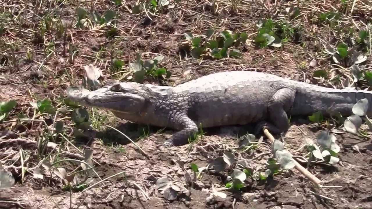 Babo (Caiman crocodilus) en Hato El Frio, Apure, Venezuela