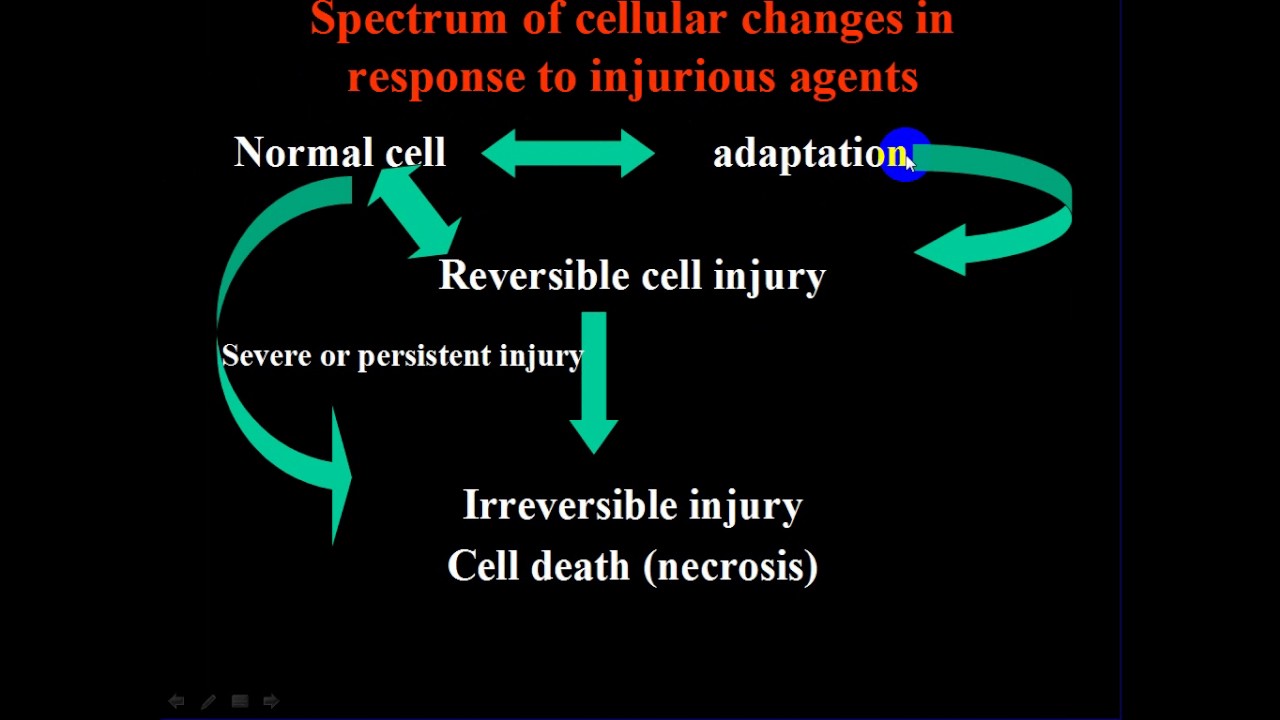 pathology -- Cellular injury and adaptation