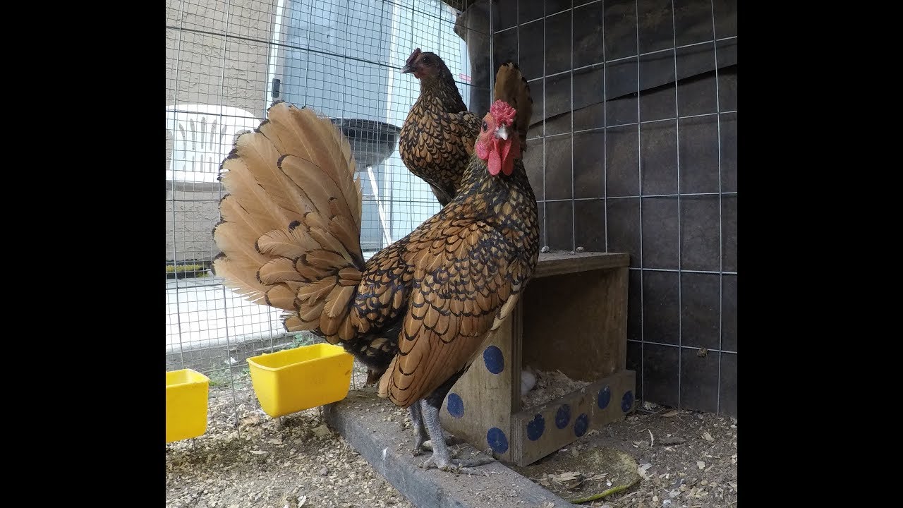Rutina en la tarde, muestro gallitos, gallinas, pollitos y chivas, alimentando a todos!