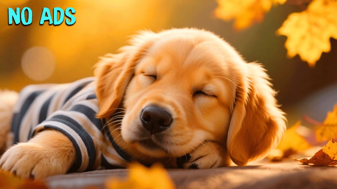 15 часов приятной музыки для собак 🎵 Средство от стресса 🐶 Средство от бессонницы 💖 Без рекламы