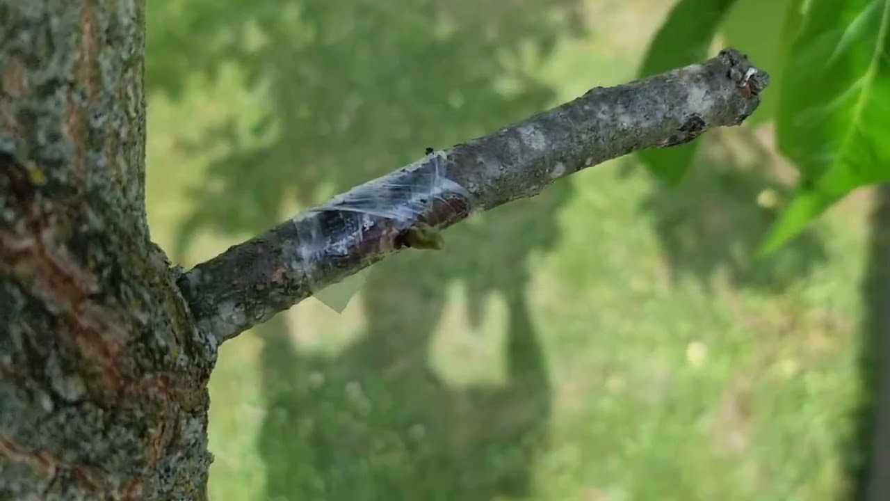 Persimmon chip budding