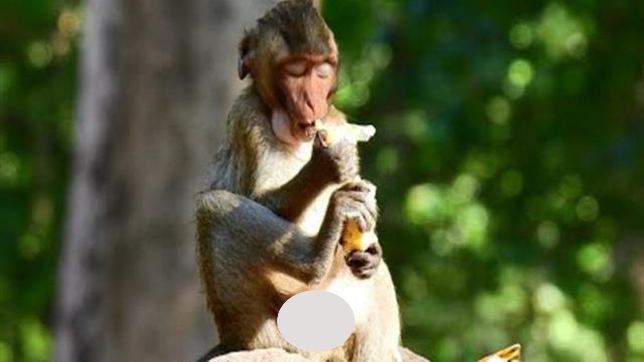 ADORABLE Monkey JODY got feed a lot from tourist for eat. Look so full JODY.