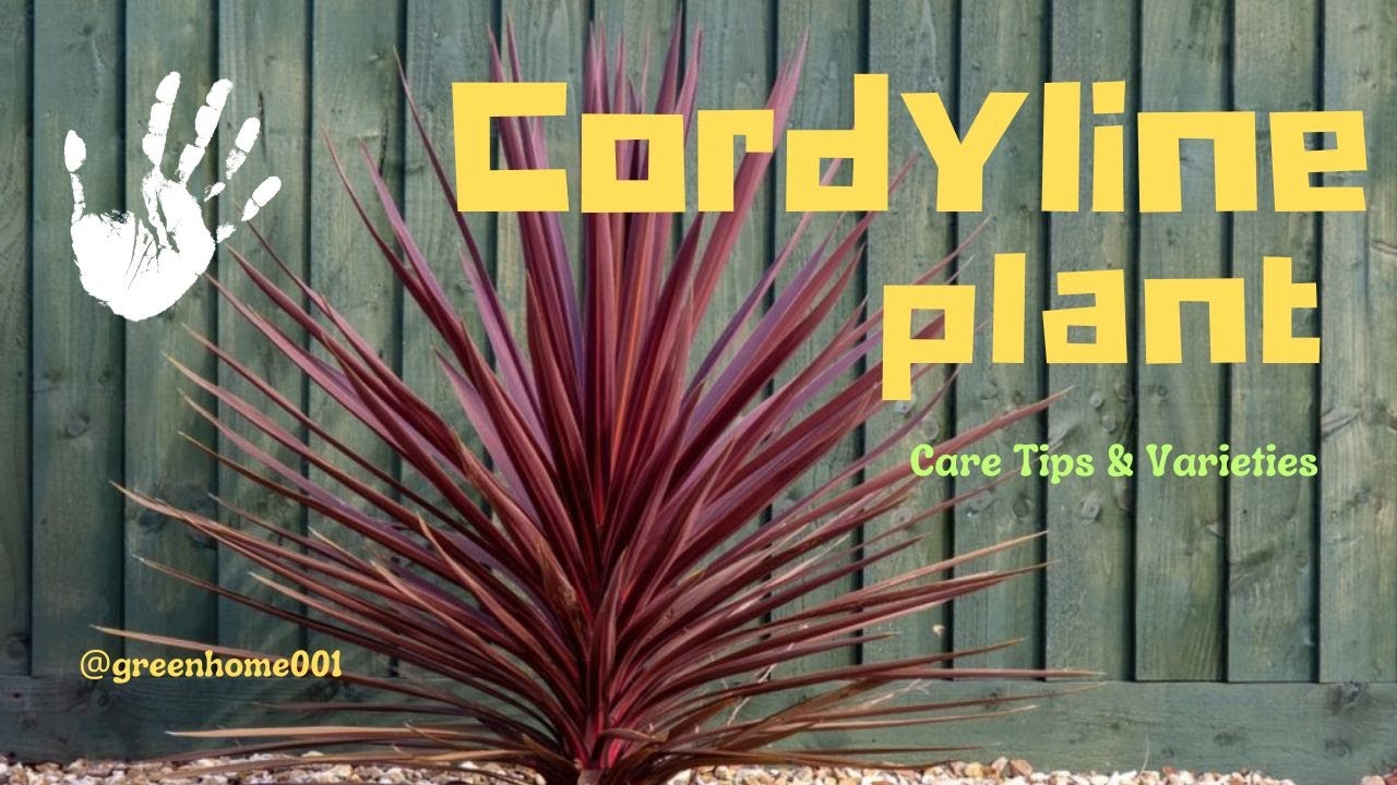 Discover the Beauty of #cordyline  #plants: #care  Tips & #varieties