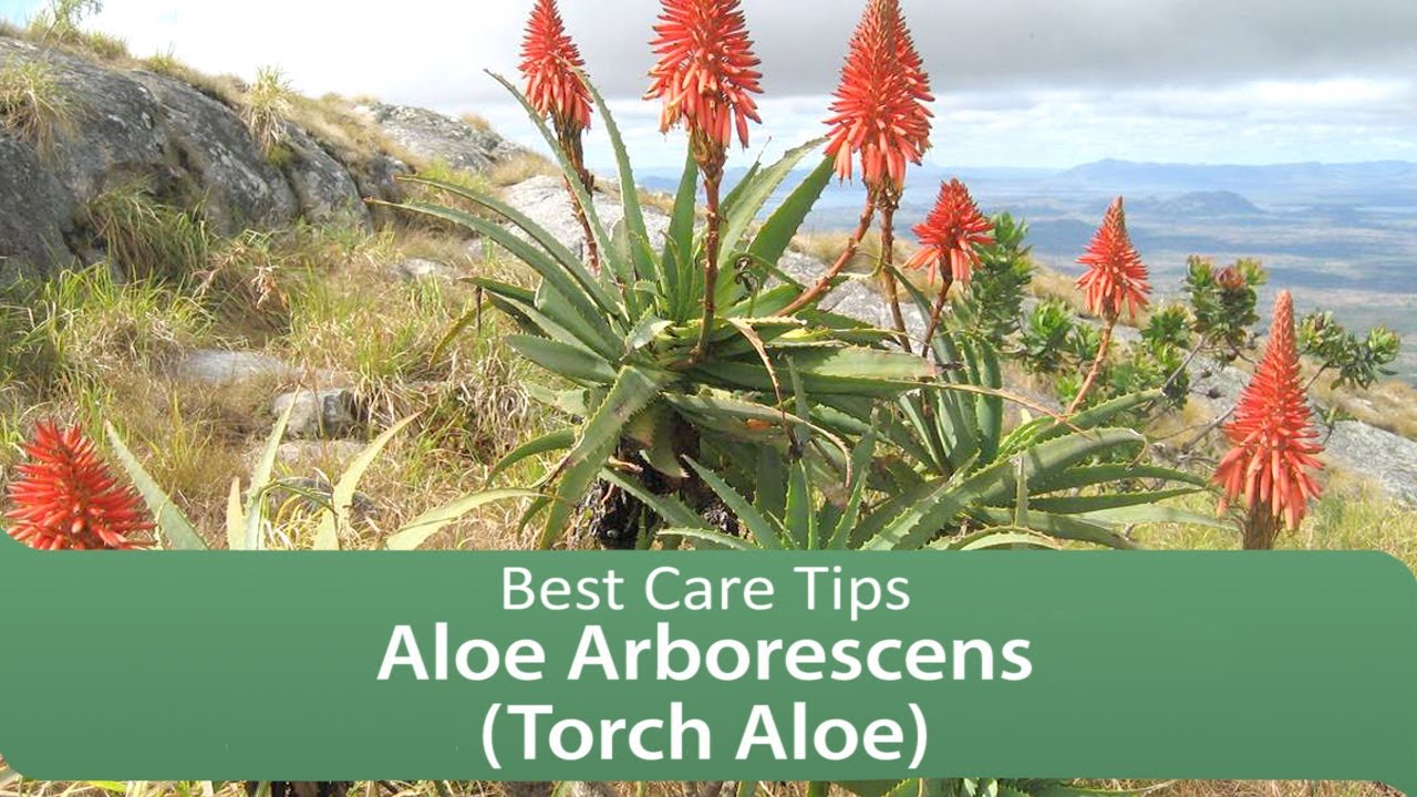 Aloe Arborescens (Torch Aloe) - Best Care Tips