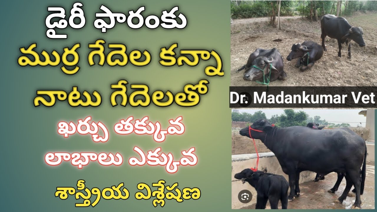 Are Desi Buffaloes are better than Murrah Buffaloes Telugu | Dr. Madankumar Vet