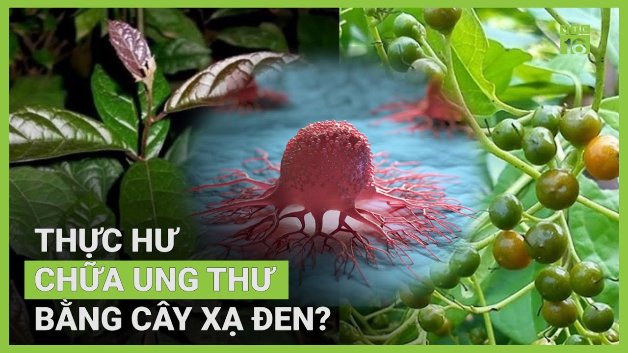 Cây xạ đen có thực chữa khỏi bệnh ung thư? | VTC16