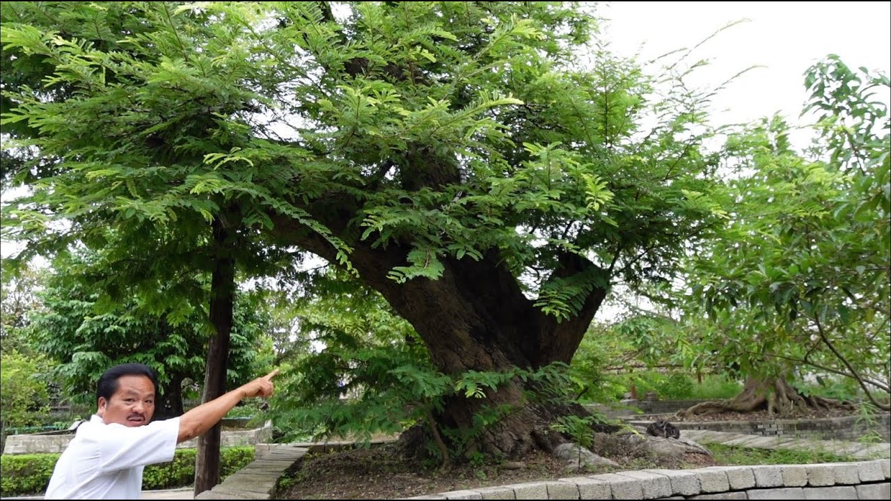 Theo Chân Đại Gia Dũng Tân Xem Những Gốc Phôi Xuất Sắc Mua Từ Miền Nam Về
