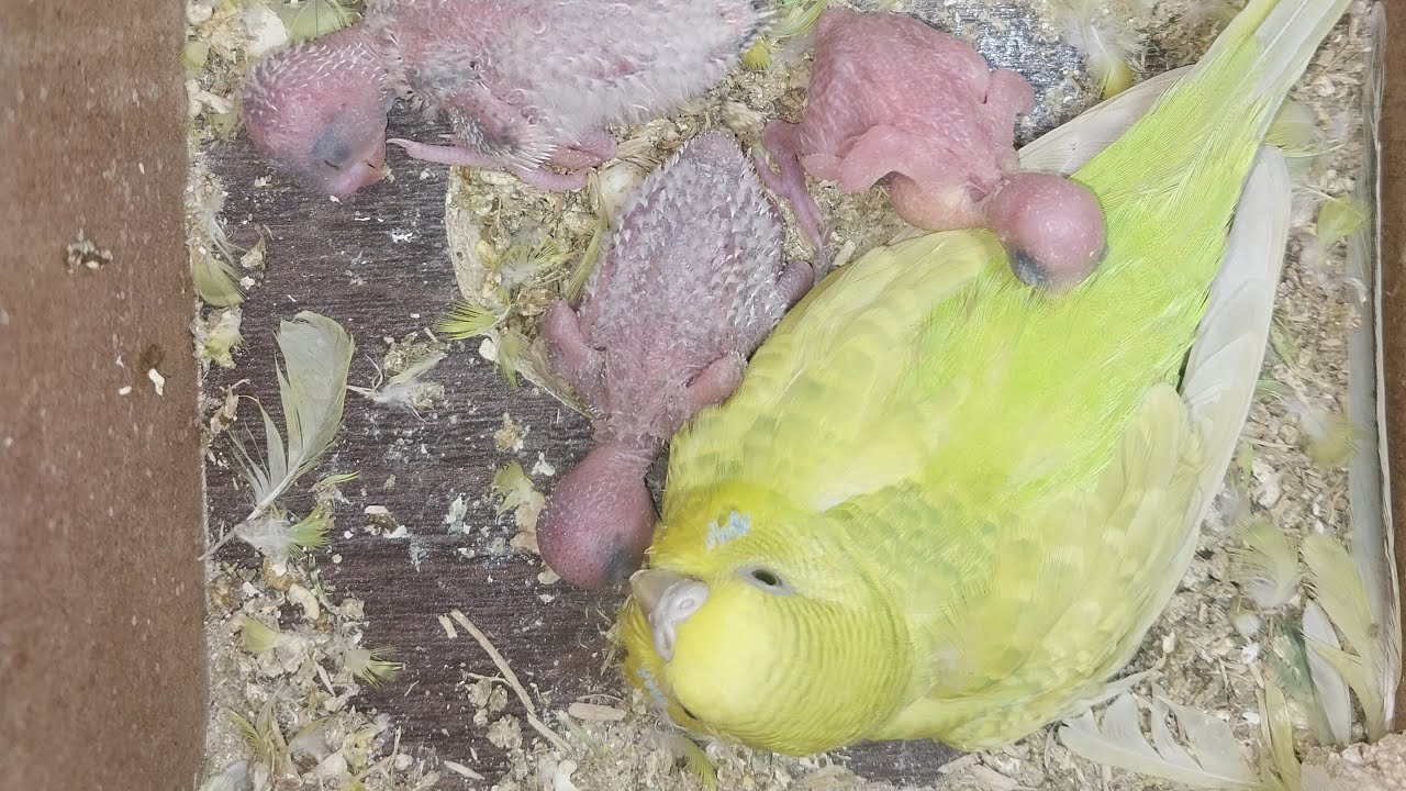 Parrot Baby World 20.03.2026