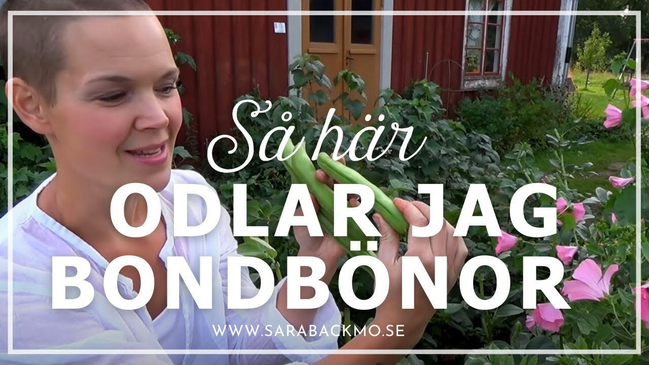 Så här odlar jag bondbönor