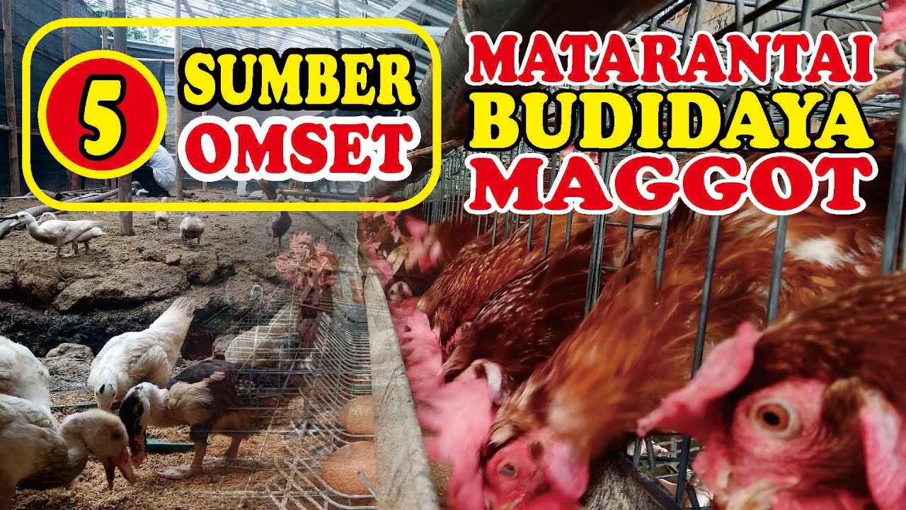 OMSET BUDIDAYA MAGGOT BSF...!!! MATARANTAI BUDIDAYA MAGGOT BSF...!!!