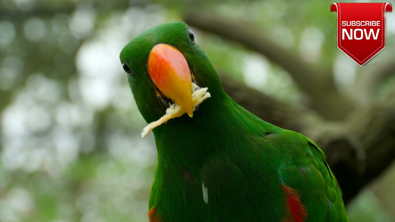 parrot eating sonpapdi A&P world #shorts  #animal #bird