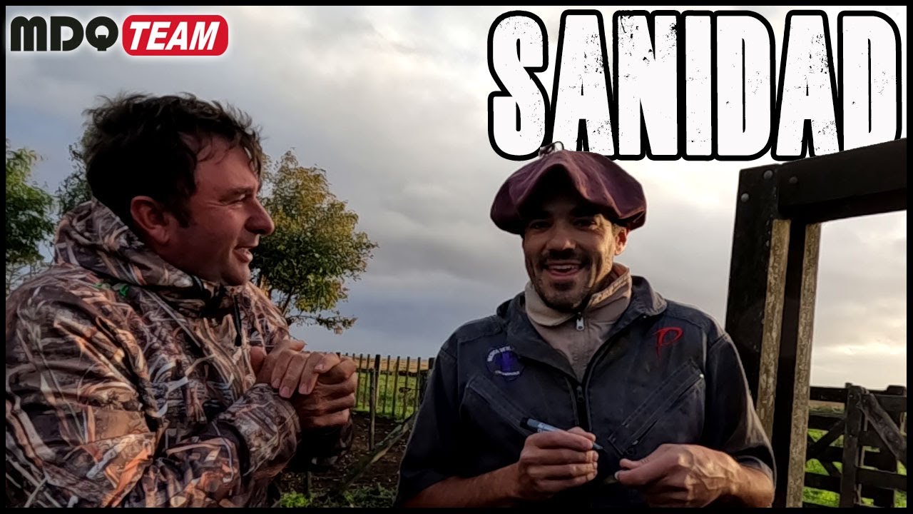 Sanidad en Toros reproductores