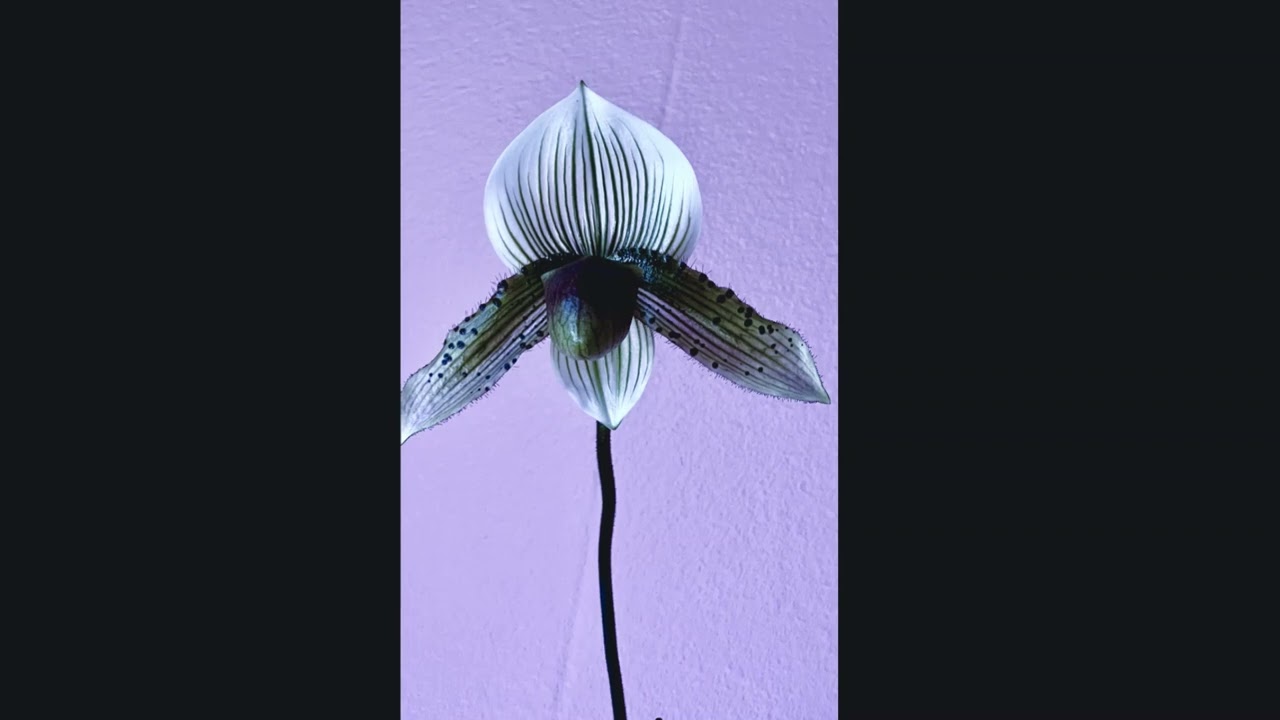 orchids 26