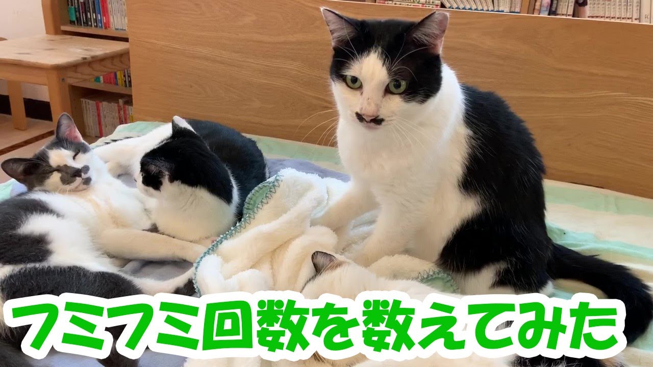 こねこねカウンターをつけてみた。 #猫 #保護猫 #保護猫カフェ #フミフミ