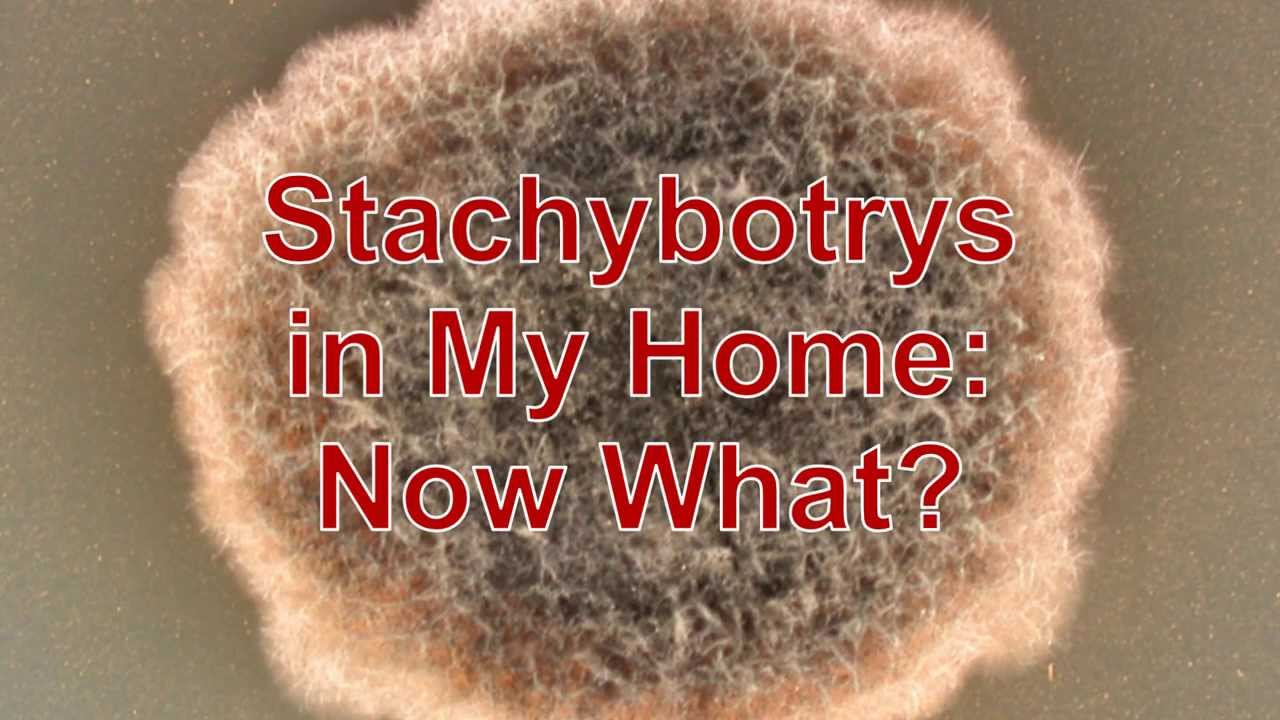 Stachybotrys in My Home - Now What?  Brought to you by EXPEDRY