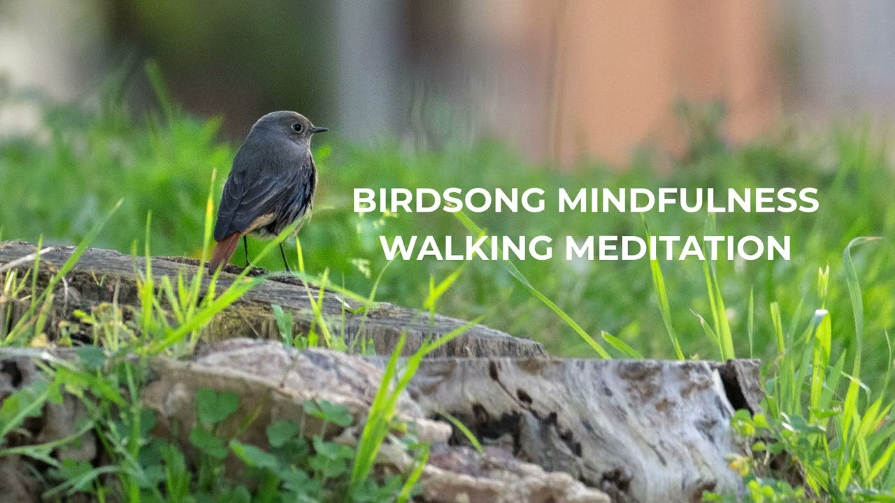 Birdsong Mindfulness Walk | Guided Walking Meditation in Nature
