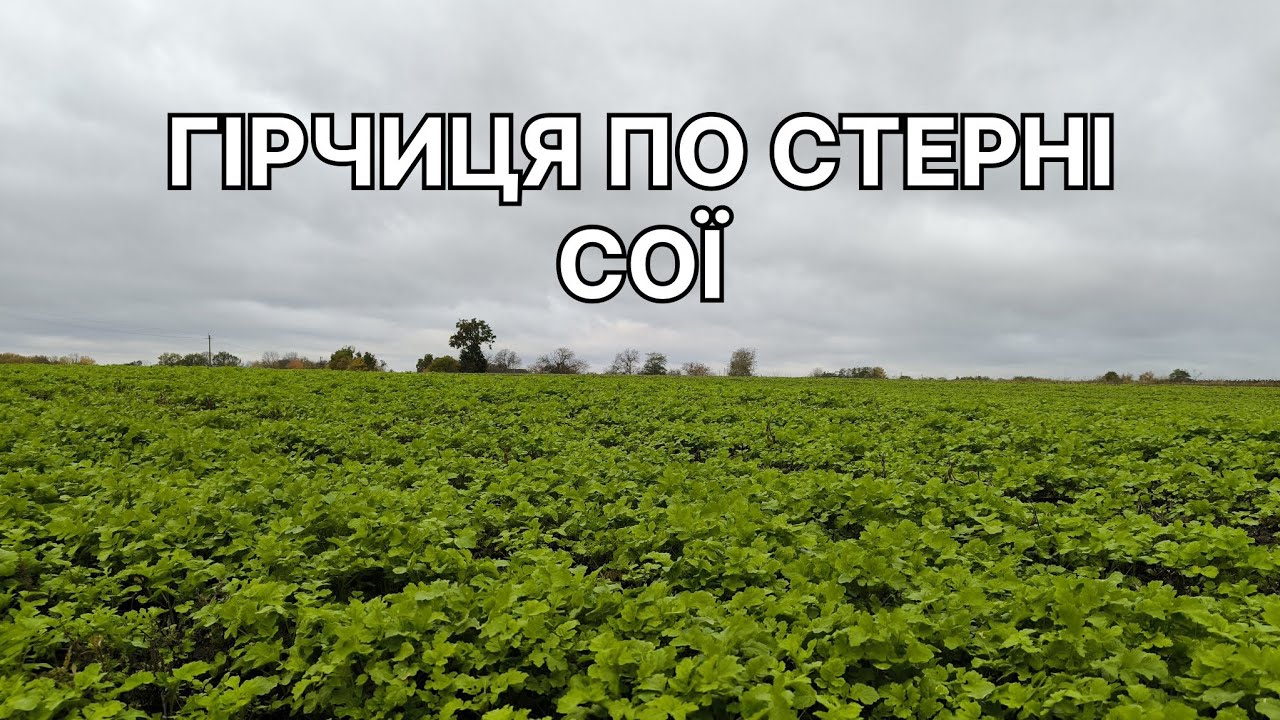 Як почуває себе гірчиця по сої, через місяць після посіву, 2025