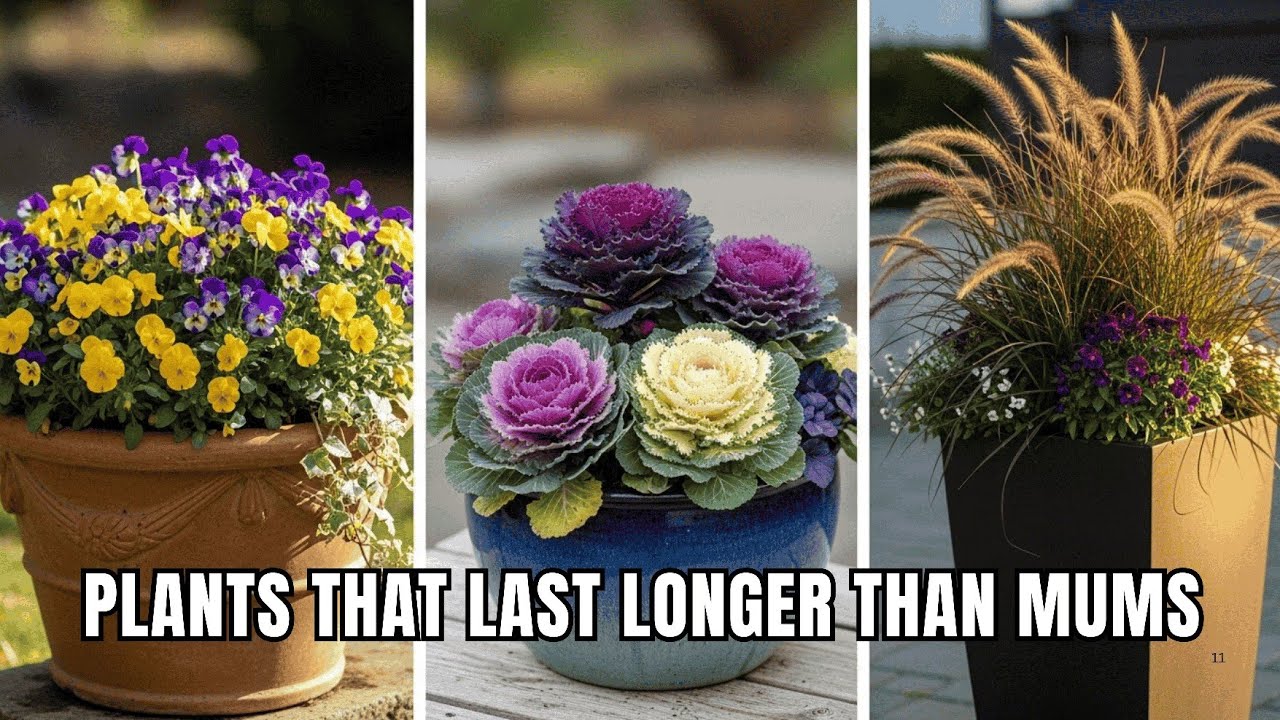 Don't Stop Planting! 7 Must-Have Fall Container Plants That Outshine Mums
