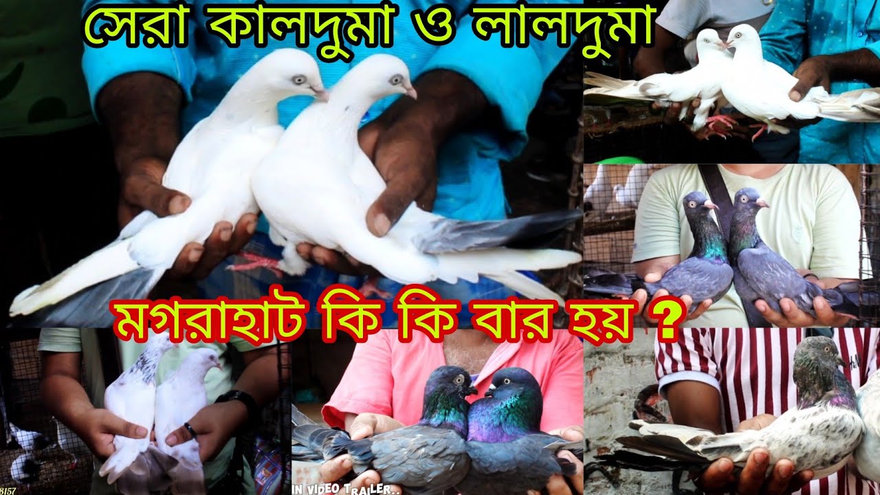 মগরাহাট কবুতর হাট কি কি বার হয়? ||কালদুমা ও লালদুমা কবুতর সেল/ magrahat kabutar market.