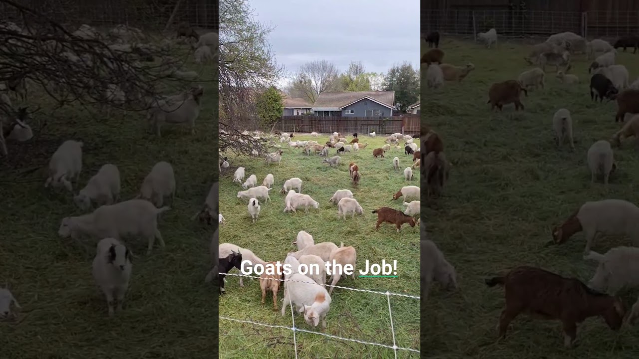 #shorts #goats #goatsaregreat Goats are amazing for vegetation management!