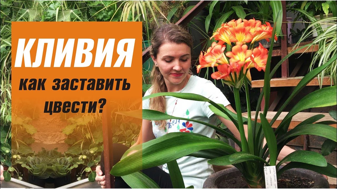 КЛИВИЯ уход в домашних условиях 🌸 КАК ЗАСТАВИТЬ ЦВЕСТИ КЛИВИЮ