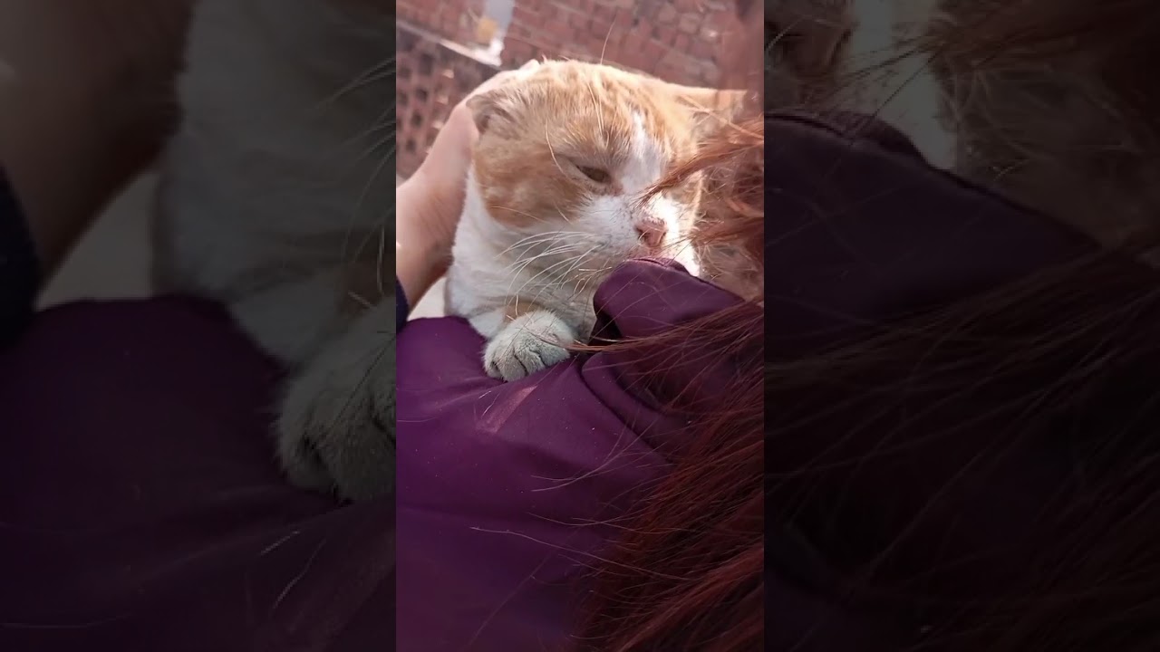 Babu ne makeup karvaya salon mein 😂😂#cats #pets #viral #video #youtubevideos #entertainment #love 😍😍