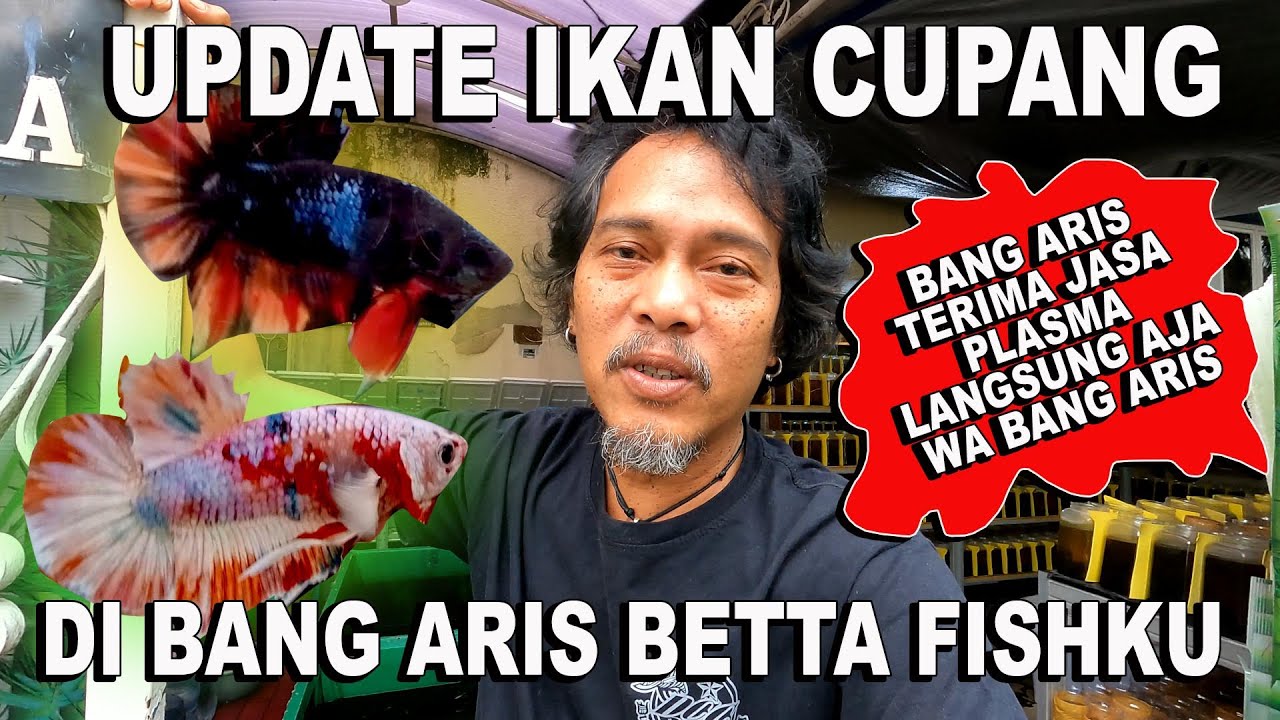 UPDATE IKAN CUPANG DI BANG ARIS BETTA FISHKU