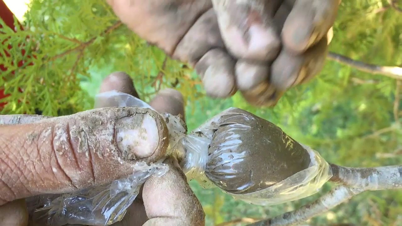 Como reproducir el pino Tulia  por injerto (Pino Thuja o tuya)