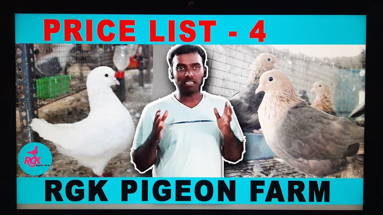 RGK PIGEON FARM PRICE LIST 4