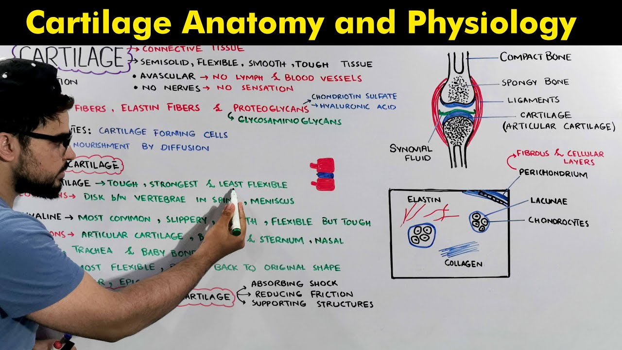 Structure, composition and Functions of Cartilage: Cartilage Anatomy & Physiology