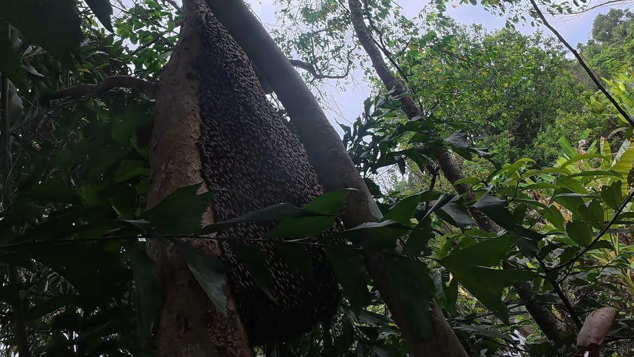 Tổ ong mật đóng cây sắn kèo to và cái kết.