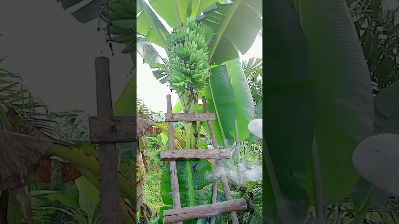 Kayu yang busuk bisa di jadikan pupuk kompos