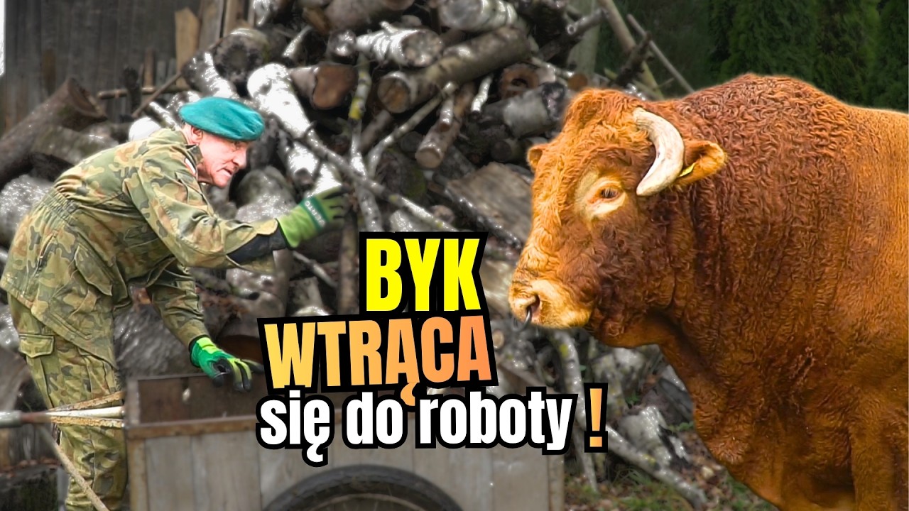 Spadłem z BYKA, a muszę PORĄBAĆ drewno