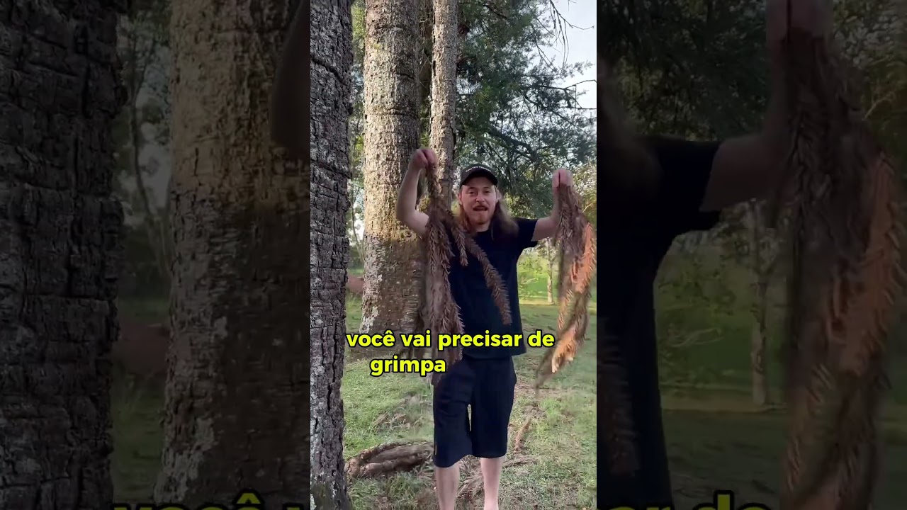 Ja fez uma sapecada de pinh&atilde;o? #paran&aacute; #pinh&atilde;o #paranaense
