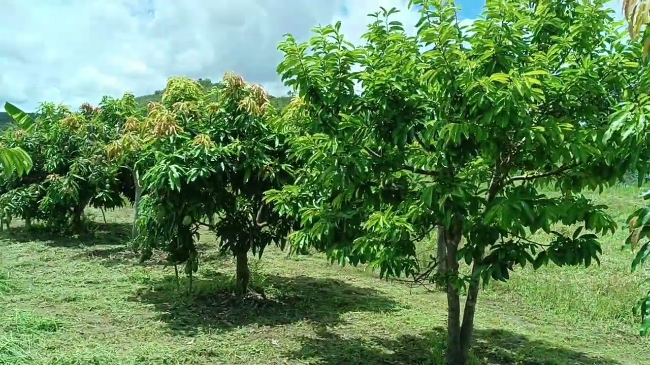 Cortando o Mato no Sítio O Como Fazer a Limpeza do Sítio 