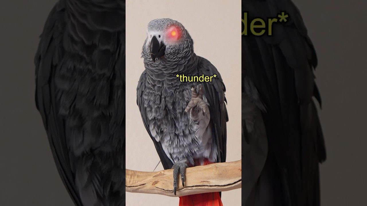 Apollo the Silly Bird 🦆