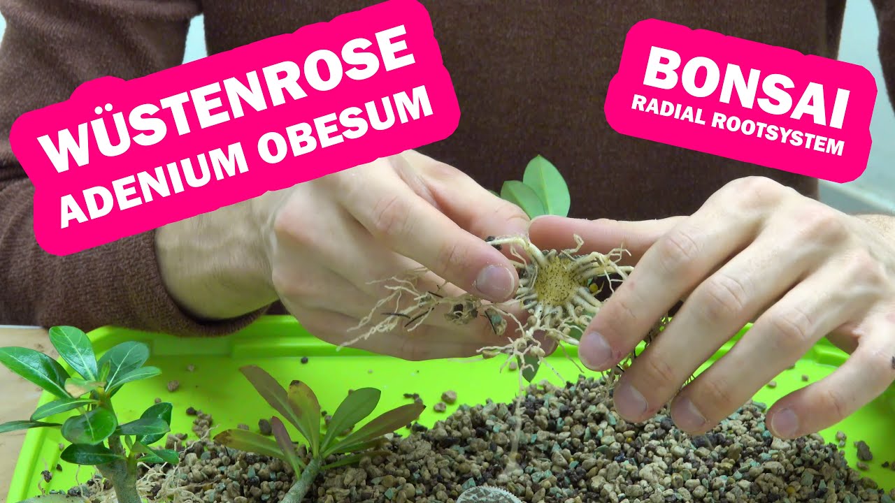 Wüstenrose Adenium Obesum radiales Wurzelwerk für Indoor Bonsai
