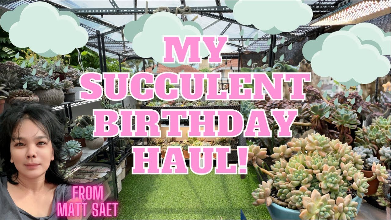 My Succulent Birthday Haul!