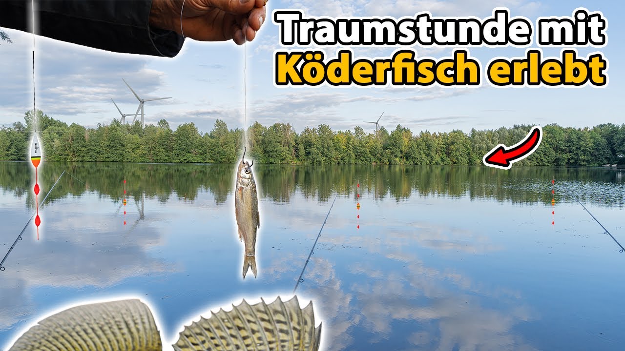 Zanderangeln mit Köderfisch am See - Unfassbare Strategie!