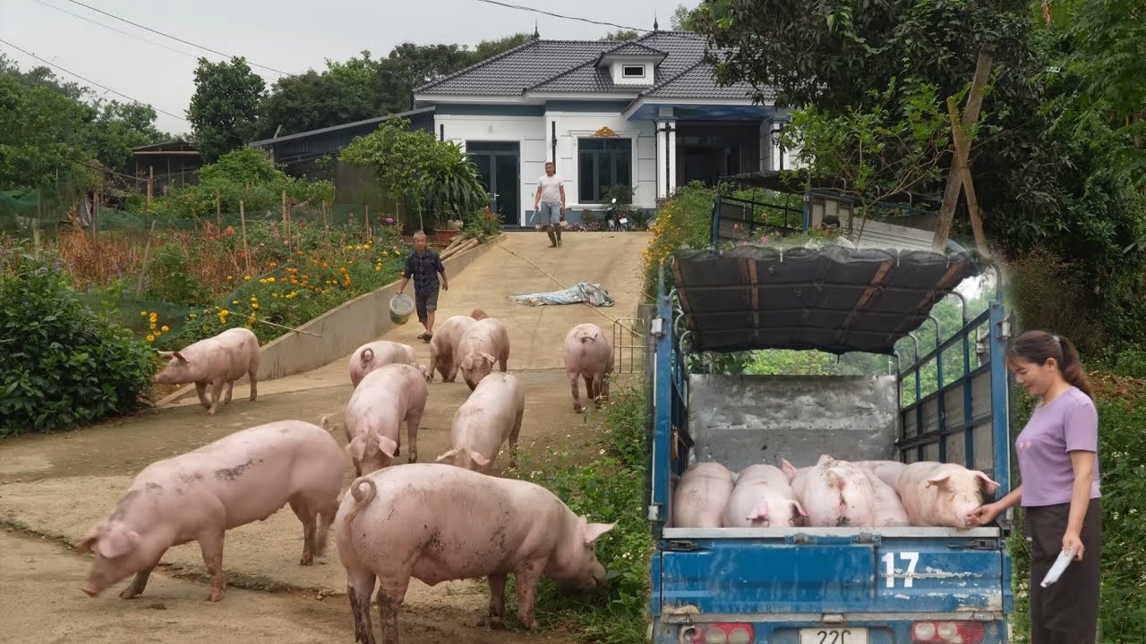Chase the pigs out of the pens to sell them to traders. ( Ep 418 )