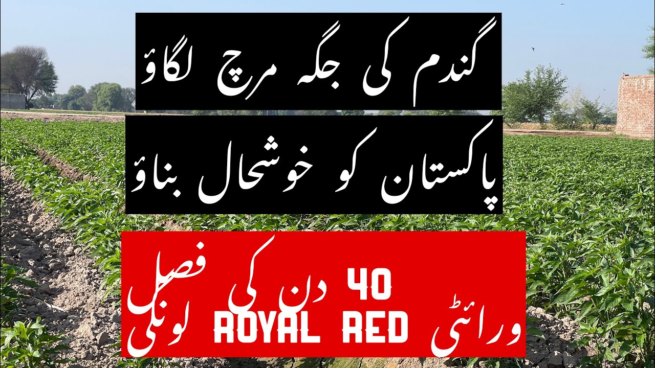 Chilli plant growth in 40 days variety Royal Red longi