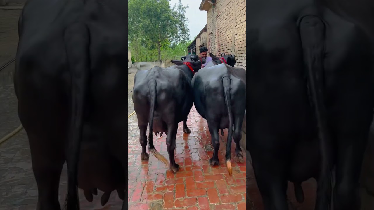 @bhumbla_dairy_farm66 #top #class #buffalo #available Cont-9878846106