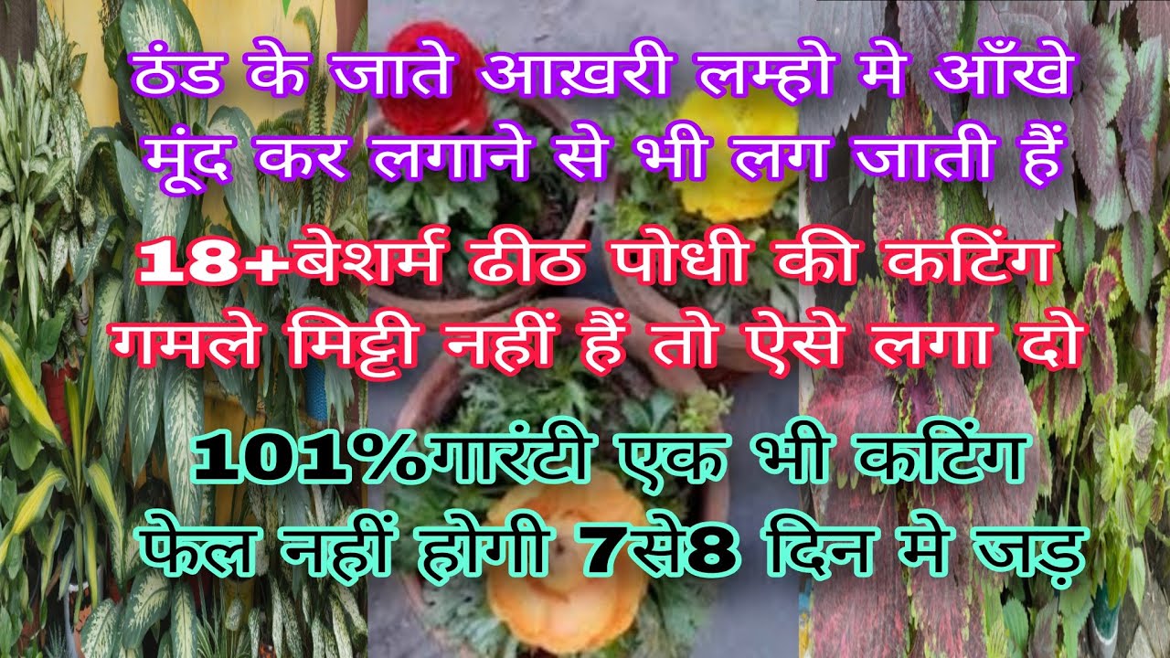 ठंड के आख़री लम्हो मे आँखे मूंद कर लगाने से भी फास्ट लग जाती हैं18+पोधो की कटिंग/Fast growing plants 