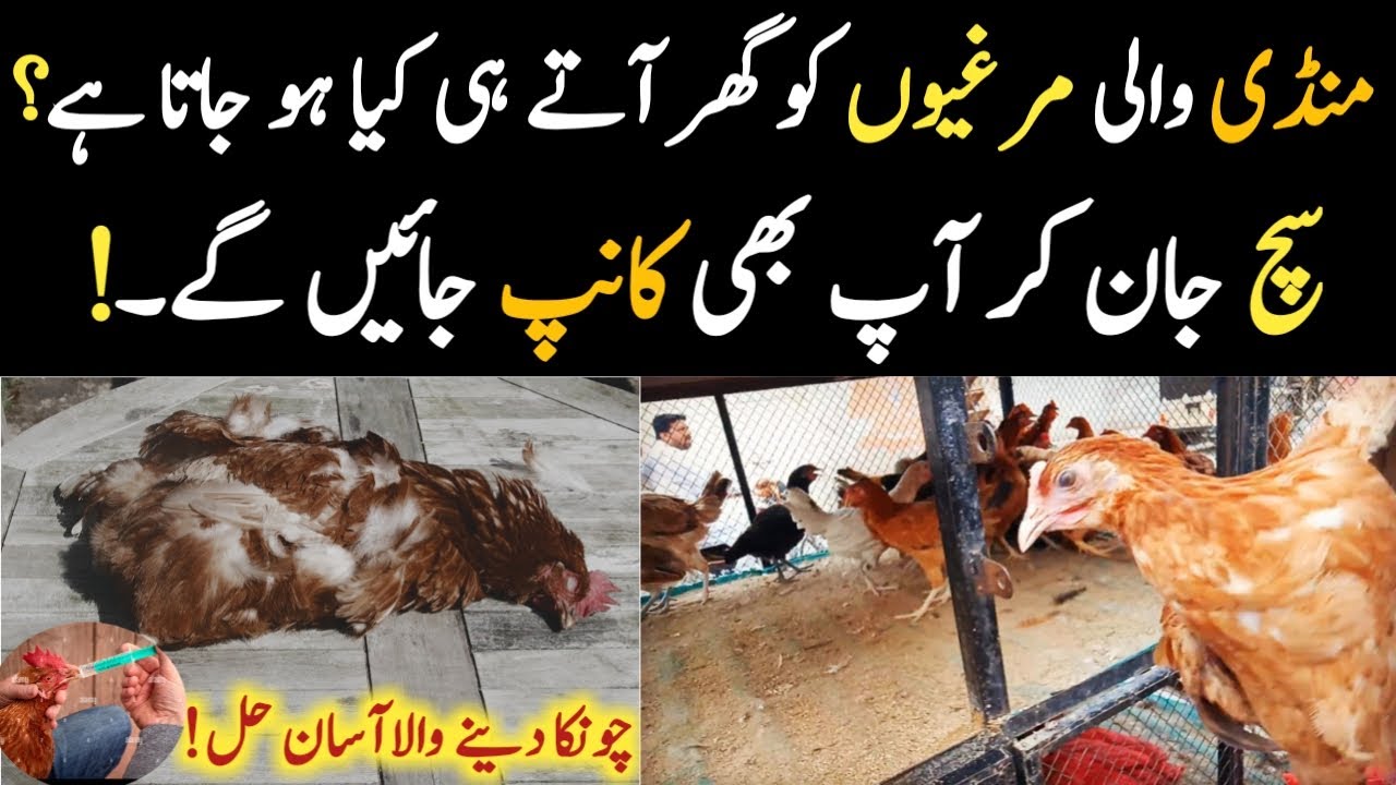 Why market hens always get sick after buying? || How to buy healthy hens from market?