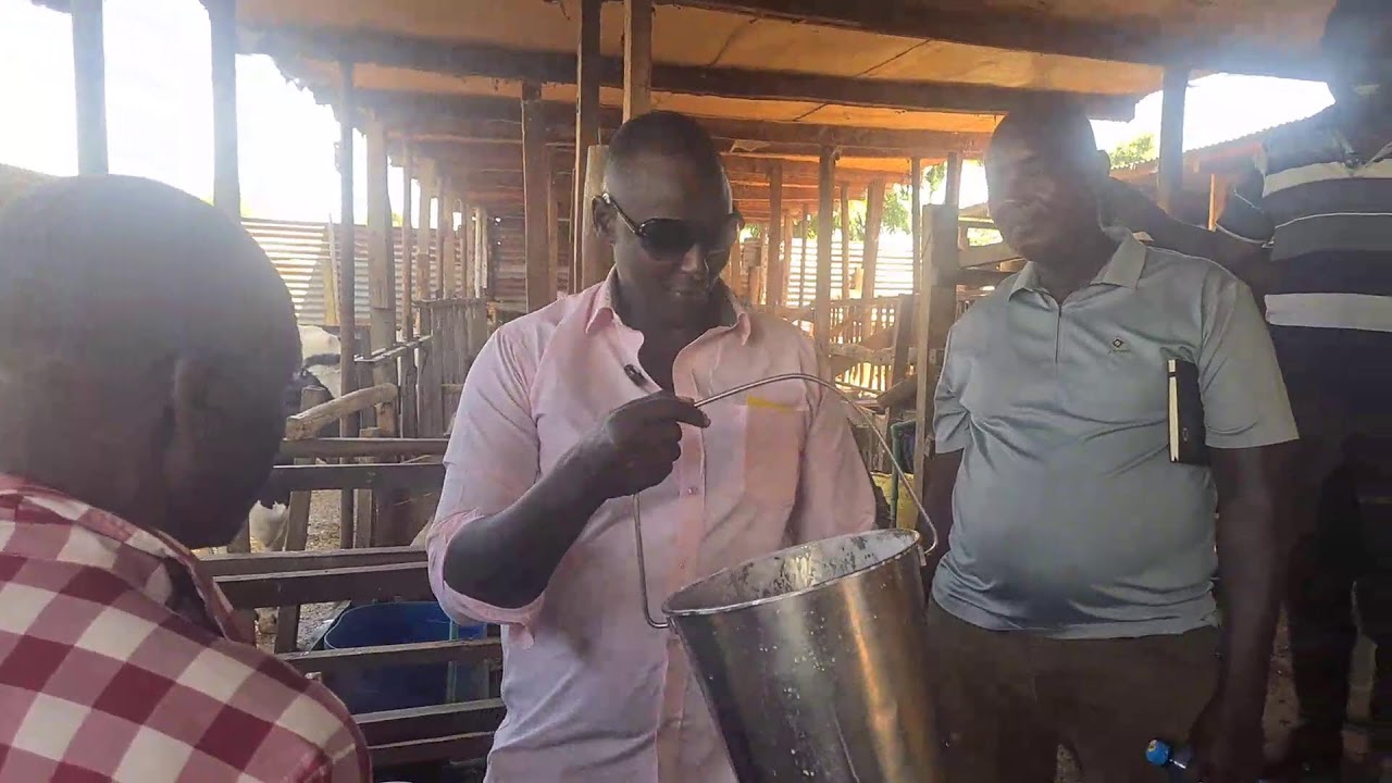 Ugandans Confirm One Dairy Cow Cow Produce More 30 Litres Of Milk A Day #benchmark-Trip-In-Kenya