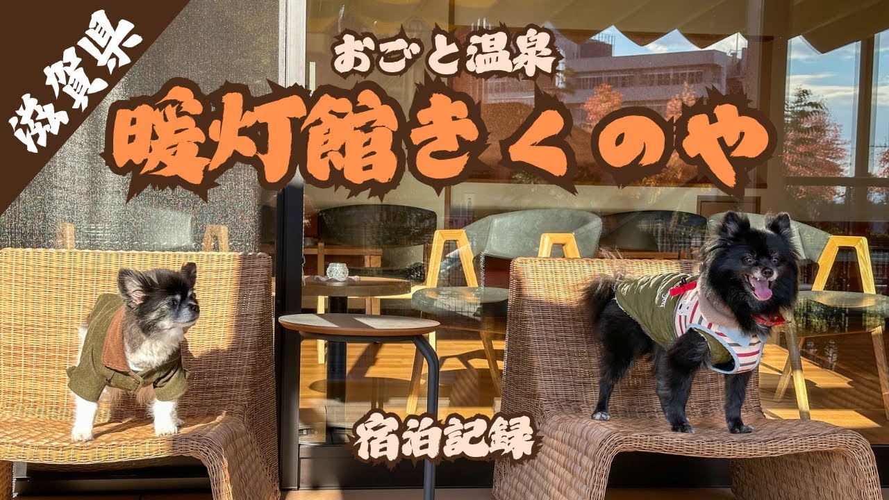 暖灯館きくのや　宿泊記録！新しく出来たドッグラン❗️食べるために生きるジェルミンの食い意地回