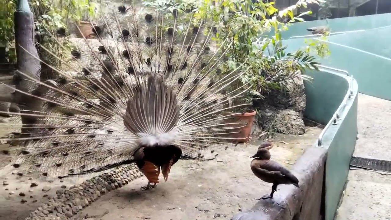 Family Trip vlog:Jong Crocodile Farm Kuching