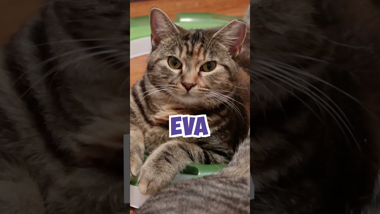 Welcome To Lucky Ferals Season 7! Life With 11 Cats #cats #shorts #vlog