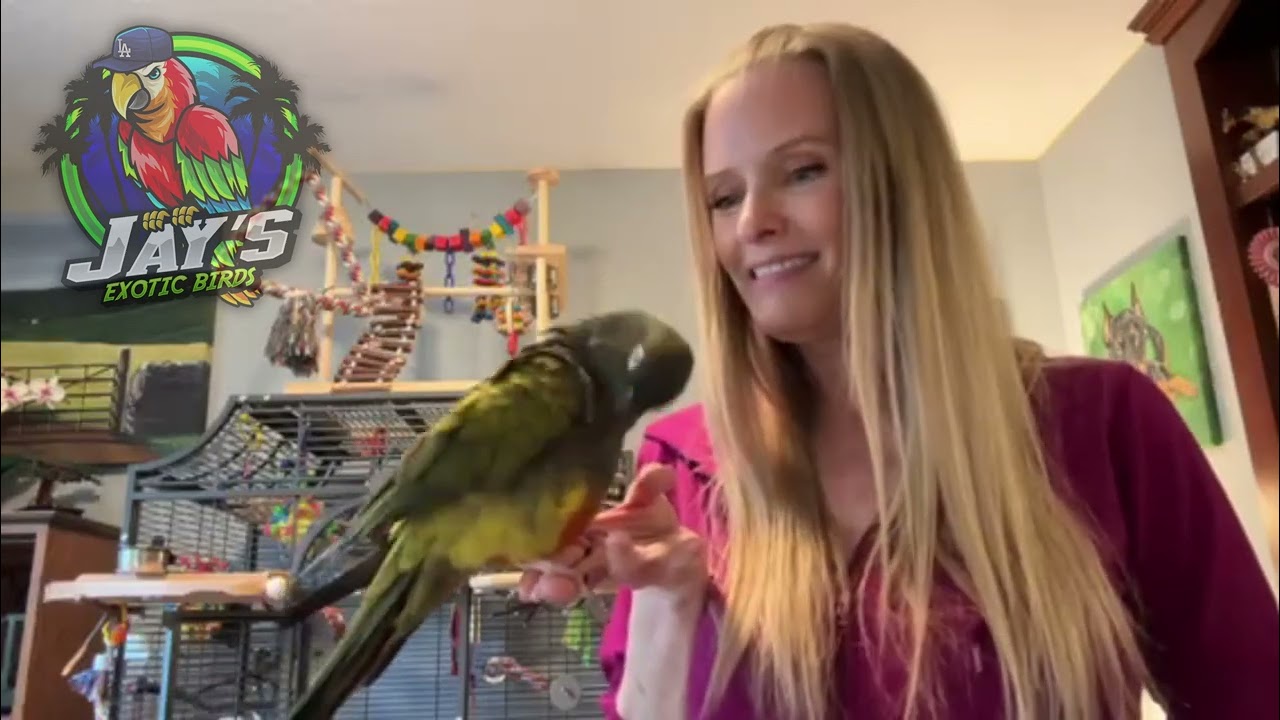 Customer Testimonial - Patagonian Conure