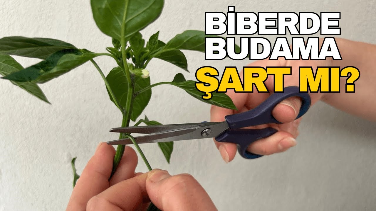 Biberde Budama Şart Mı? Mükemmel Verim ve Bakım Sırları!